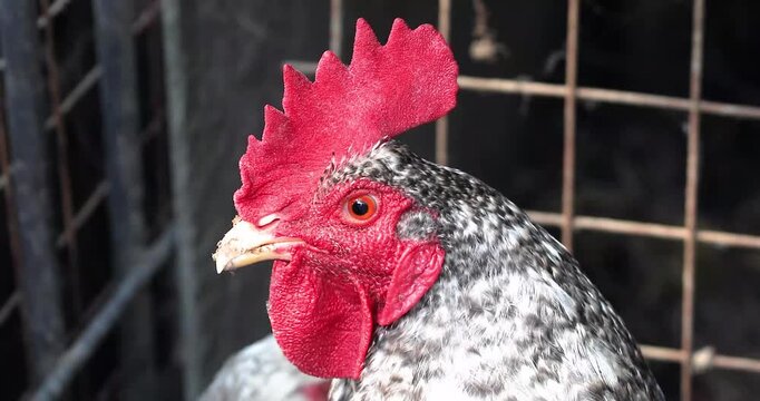 Close-up of a speckled rooster with a red comb in a chicken coop. Farm.