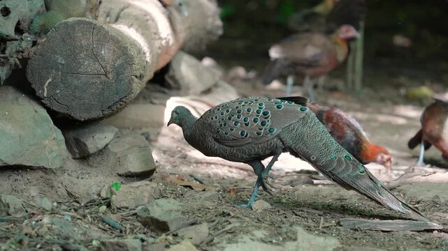 Grey Peacock Pheasant (Polyplectron bicalcaratum) forage on the ground in the forest.