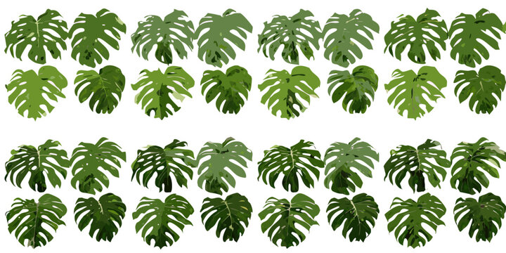 Monstera leaf collection watercolor style illustration with a white background botanical deliciosa swiss cheese plant