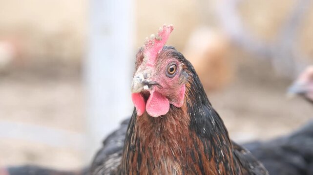 Close-up portrait of a brown and black free-range hen looking directly at the camera on a farm.