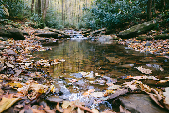The autumn scenery in the North Carolina mountain woods