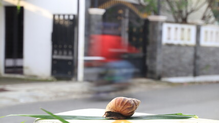 brown snail on a leaf with a blurred motorcycle behind, showing the contrast between nature and urban movement. © onyengradar