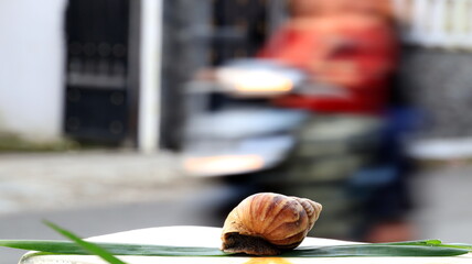 A land snail sits quietly on a leaf beside a road as a motorcycle speeds past in soft blur, creating a dynamic composition. © onyengradar