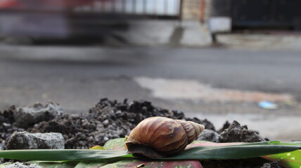 A snail perched on a leaf near a neighborhood road, with a blurred motorbike adding movement to the urban scene. © onyengradar