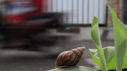 Detailed snail on green foliage with fast moving traffic behind, capturing stillness amid everyday city activity. © onyengradar