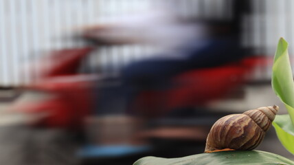 A brown snail sits on a green leaf while a blurred motorcycle passes behind, showing the contrast between nature and urban life. © onyengradar