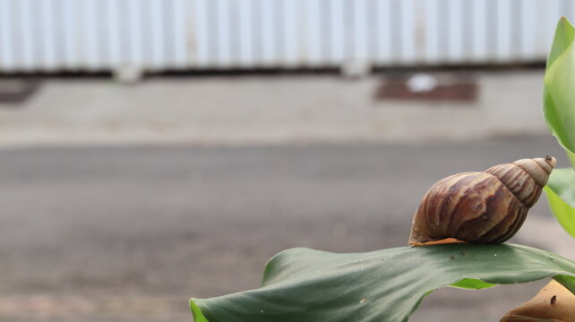 a giant snail resting on a leaf as vehicles speed past behind, blending wildlife with city movement.