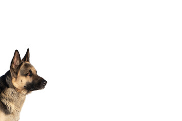 isolated profile portrait of a German Shepherd © Yuliia Kotsiubailo