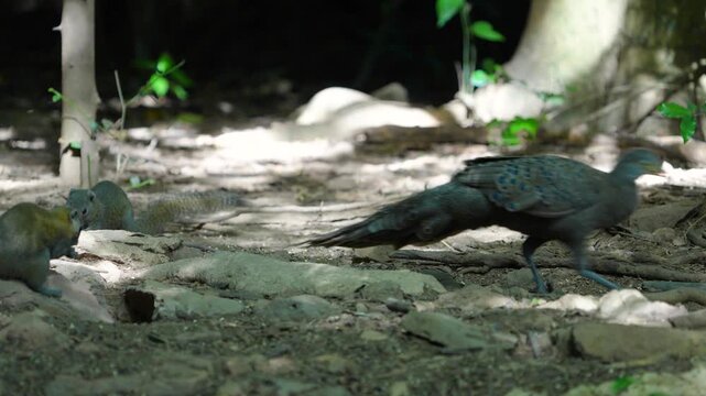 Grey Peacock Pheasant (Polyplectron bicalcaratum) forage on the ground in the forest.