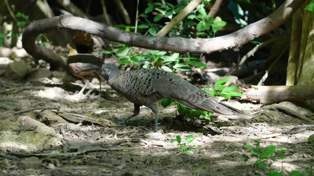 Grey Peacock Pheasant (Polyplectron bicalcaratum) forage on the ground in the forest.
