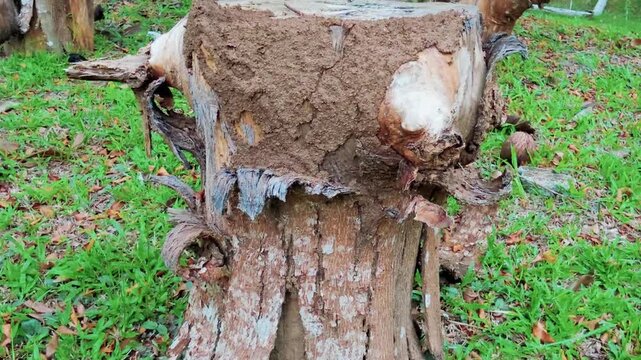 Slow zoom-in on termite mud tubes and nest damage on a weathered tree stump. 