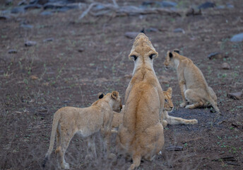 Löwe im Busch vom Krüger National Park - Kruger Nationalpark Südafrika © Natascha