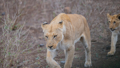 Löwe im Busch vom Krüger National Park - Kruger Nationalpark Südafrika © Natascha