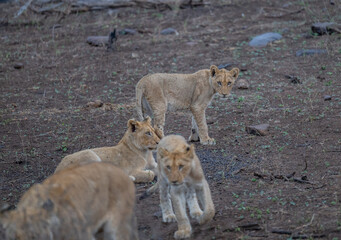 Löwe im Busch vom Krüger National Park - Kruger Nationalpark Südafrika © Natascha