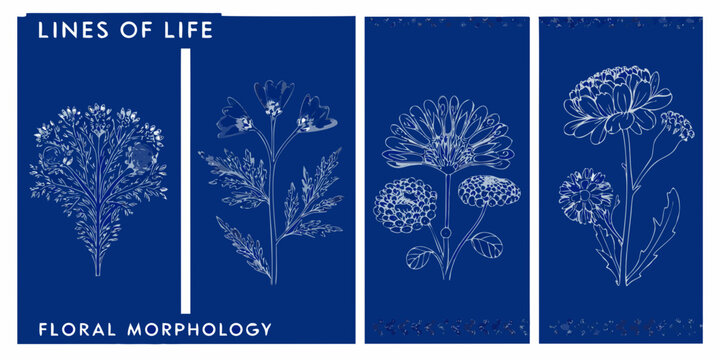 Floral morphology posters with detailed botanical illustrations of wildflowers on a dark blue background