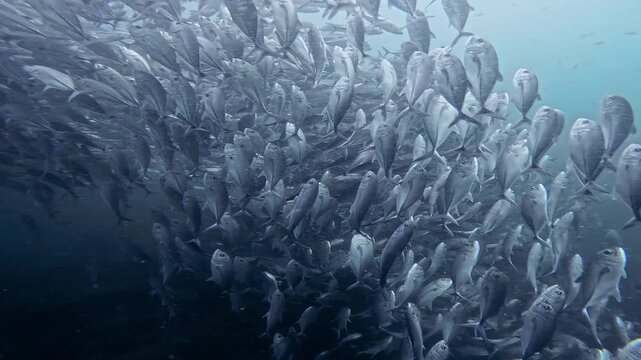 タイのタオ島チュンポンピナクルでダイビング中に遭遇した数千匹のギンガメアジの大群