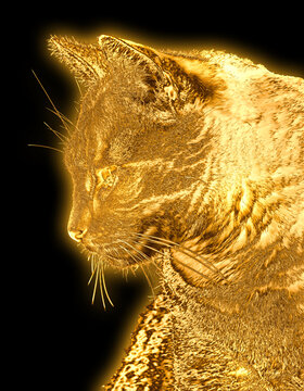 Kater seitlich und goldfarben