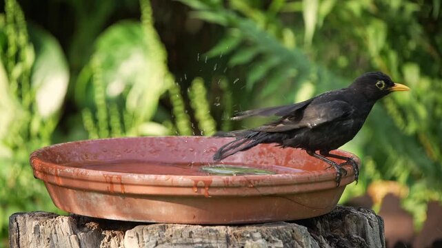 A Eurasian Blackbird (Turdus merula) drinks and bathes in a shallow water basin on a hot summer day, creating playful splashes and refreshing movement in a natural garden setting.