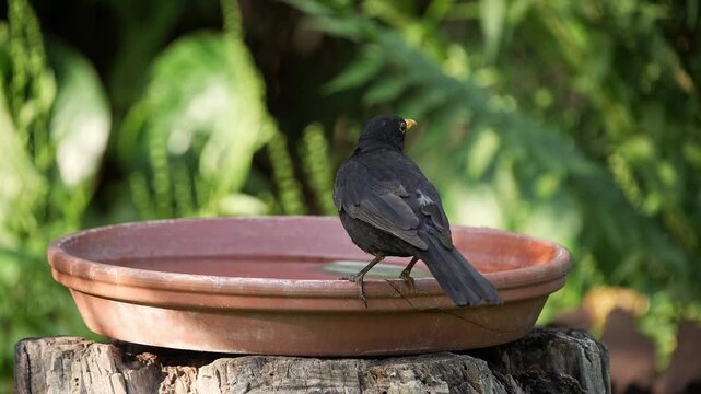 A Eurasian Blackbird (Turdus merula) drinks and bathes in a shallow water basin on a hot summer day, creating playful splashes and refreshing movement in a natural garden setting.