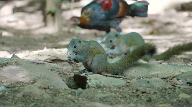 Wild chickens and squirrels forage on the ground in the forest.