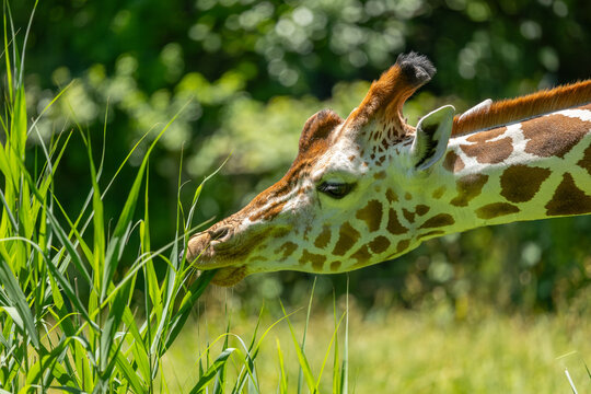 Rothschild's giraffe close-up portrait. Bronx Zoo, New York.