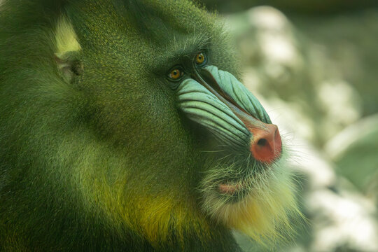 Male mandrill close-up head portrait. Bronx Zoo, New York.