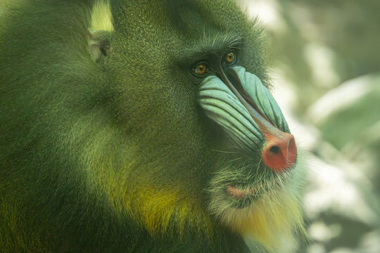Male mandrill close-up head portrait. Bronx Zoo, New York.