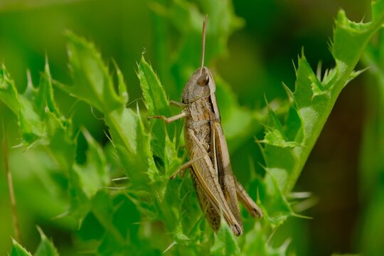 grasshopper on grass