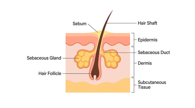 Detailed anatomical illustration of a hair follicle and sebaceous gland in human skin with labeled components.