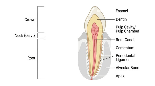 Diagram of a tooth showing enamel, dentin, pulp cavity, root canal, cementum, and periodontal ligament against a white background with labeled parts.