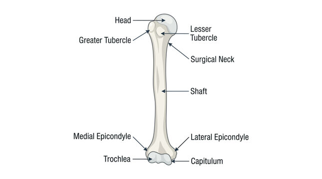 Detailed anatomical illustration of a human humerus with labeled parts on a plain white background.
