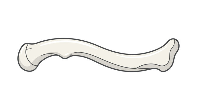 Anatomical illustration of a human femur with a black outline on a white background.