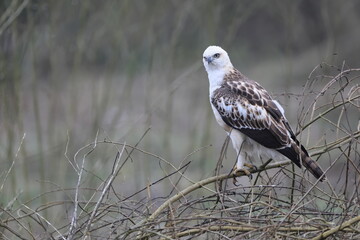 Fototapeta premium The changeable hawk-eagle (Nisaetus cirrhatus cirrhatus) or crested hawk-eagle is a large bird of prey species of the family Accipitridae. This photo was taken in Jim Corbett National Park, India.