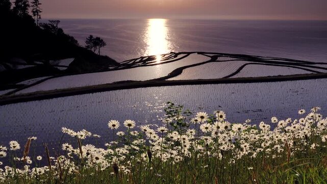 白米千枚田の夕景