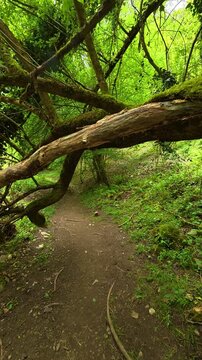 Branches arch low. Gradac River, Serbia. Vertical