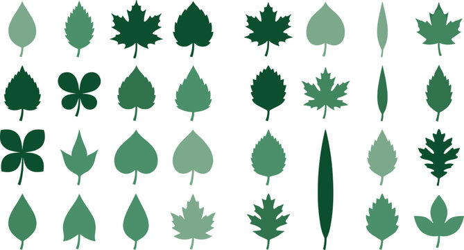 Green Tree Leaf Vector Silhouette Set with Maple Oak Birch Clover and Willow Shapes for Nature Ecology Autumn and Sustainability Graphic Designs