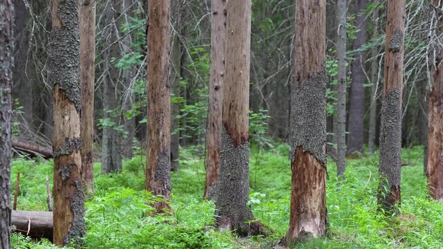 Wild forest with many barkless drying and completely dead Spruce trees infested by bark beetles invasion, woodlands bark beetle infestation destroyed large tracts of healthy woods, natural disaster.