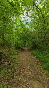 Nature whispers peace to those who pause. Gradac River, Serbia. Vertical