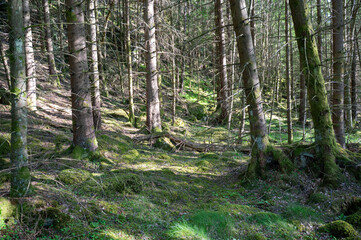 Fototapeta premium Trees in a forest in sunlight
