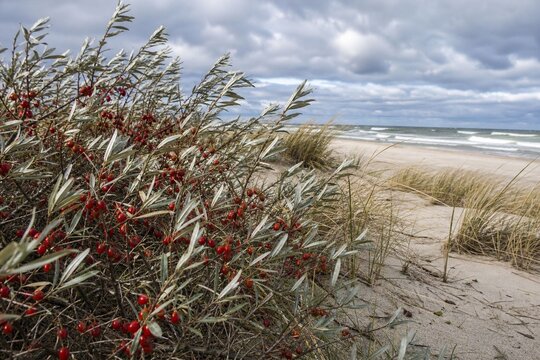 Oleaster shrubs with silvery leaves and red berries at sand dunes edge.
