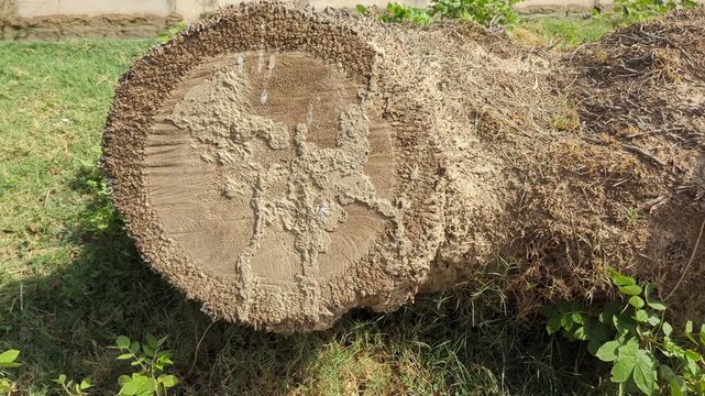 stack of logs