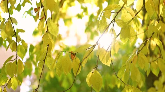 A scenic autumn leaves in the park with colorful fall foliage.  beautiful autumn nature in the forest. Vibrant color Maple Leaves in Autumn Falling from trees.
