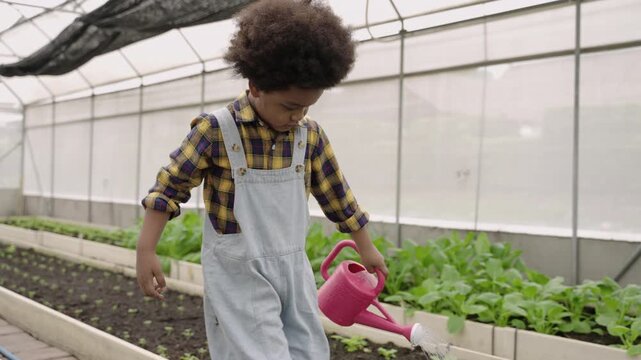 A cute African American child, the son of a farmer is walking with holding and using a watering can to water the green vegetables in a greenhouse. Black boy water plan sprouts in an organic farm. 