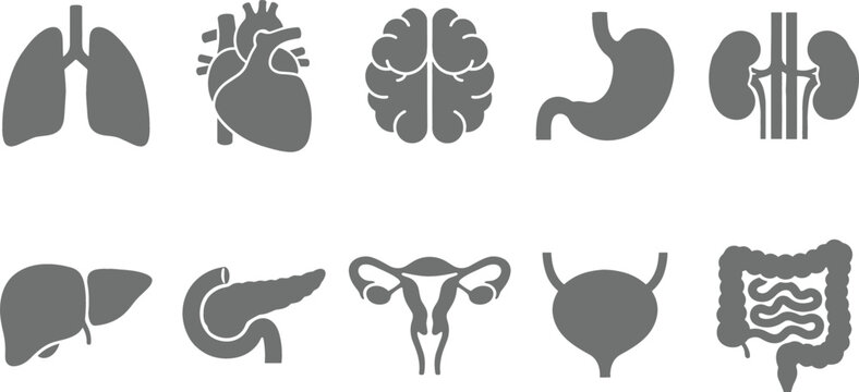 Human Internal Organs Silhouette Icon Set with Brain Heart Lungs Stomach and Kidney Symbols for Medical Science Education and Healthcare Infographic Designs