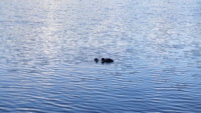 Eurasian coot feeding its small chick on the surface of a lake
