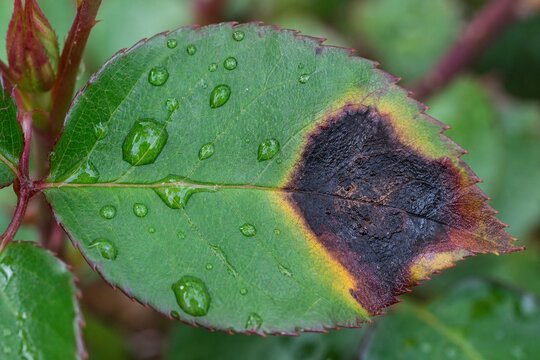 Close-up of a rose leaf with a dark canker spot and dewdrops.