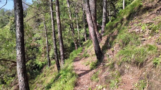 Narrow dirt trekking path covered in dry pine needles winding through a sunlit pine forest