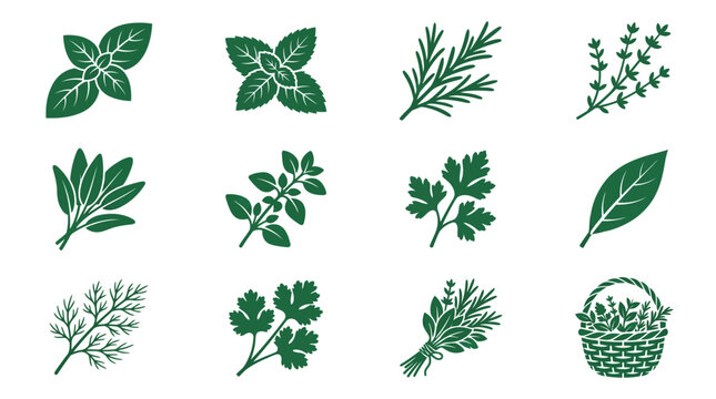 Premium flat minimal vector icon set of 12 herbal plants: basil leaves, mint leaves, rosemary sprig, thyme herb, sage leaves, oregano herb, parsley leaves, bay leaf, dill herb, coriander leaves