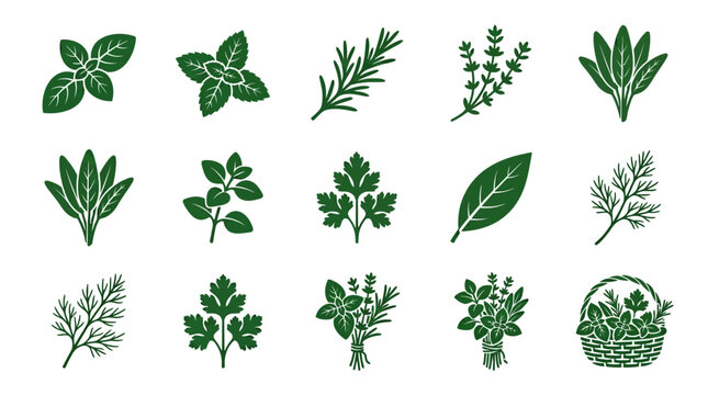 Premium flat minimal vector icon set of 12 herbal plants: basil leaves, mint leaves, rosemary sprig, thyme herb, sage leaves, oregano herb, parsley leaves, bay leaf, dill herb, coriander leaves