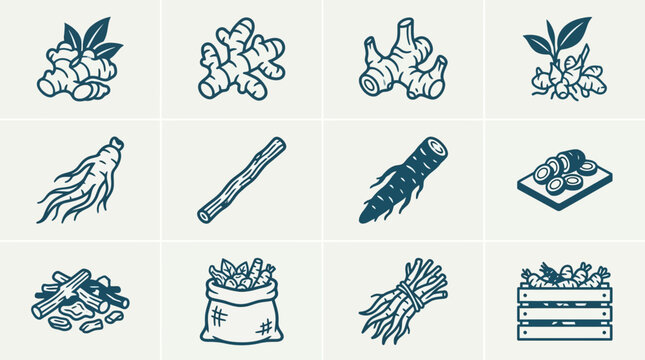 Premium flat vector icon set of 12 root herbs and rhizomes: ginger, turmeric, galangal, kencur, ginseng, licorice root, burdock root, sliced roots, dried root pile, root herb sack, harvested roots 